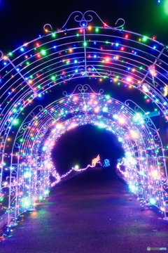 チューリップ公園KIRAKIRAミッション2024-6