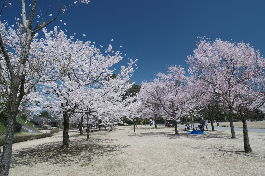 快晴の桜日和、金沢城公園にて３