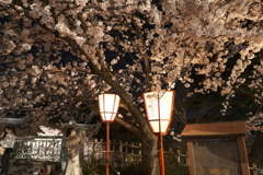 終電迄時間がなかったので大急ぎで撮った夜桜、兼六園と金沢城公園の間２