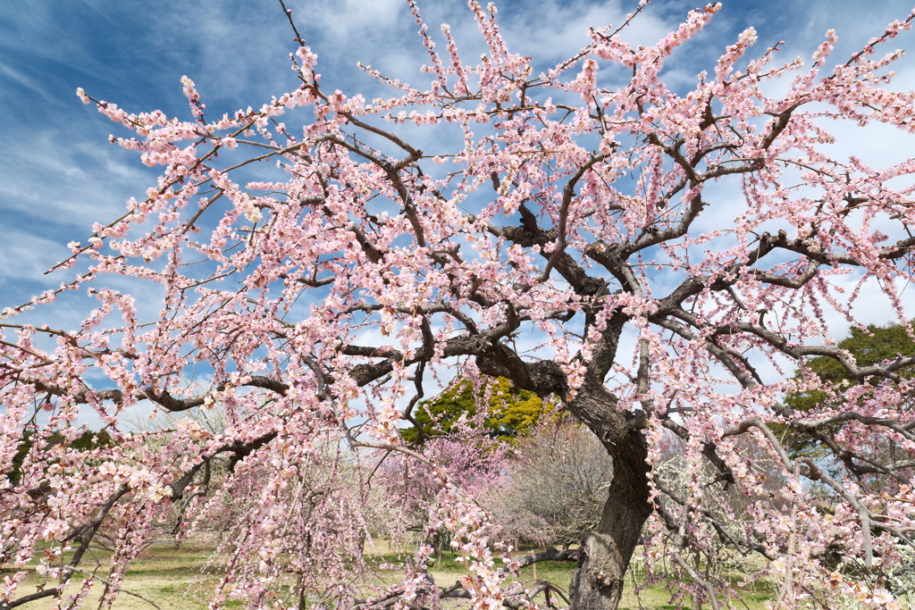 今年やっと見れた梅の花２２