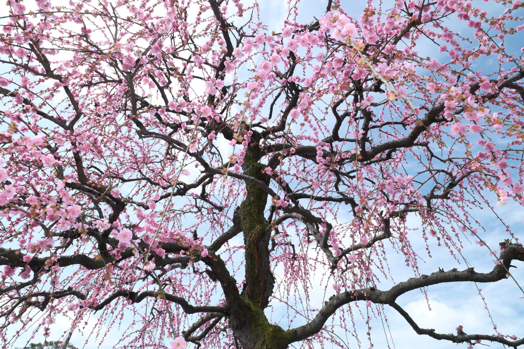 今年やっと見れた梅の花８