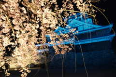 今年の桜巡りは詰め込みすぎて、福知山城夜桜３