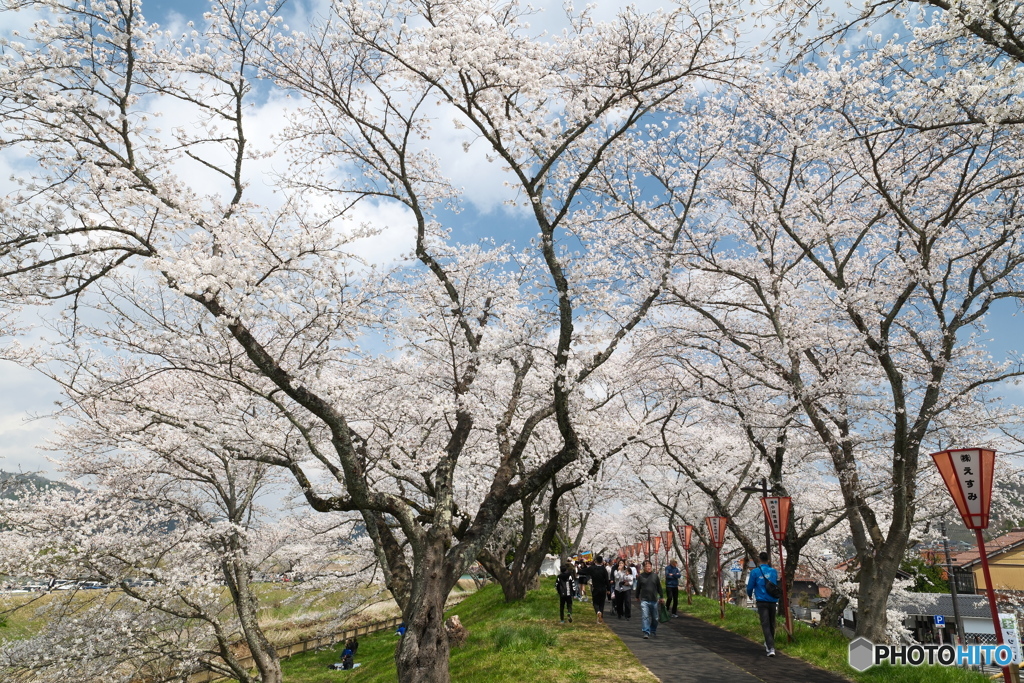 雲南市桜まつり2025　8