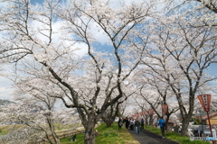 雲南市桜まつり2025　8