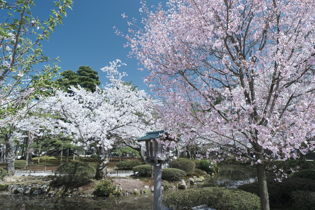 快晴の桜日和、兼六園にて３