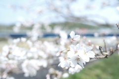 今年の桜巡りは詰め込みすぎて、由良川花庭園付近にて２