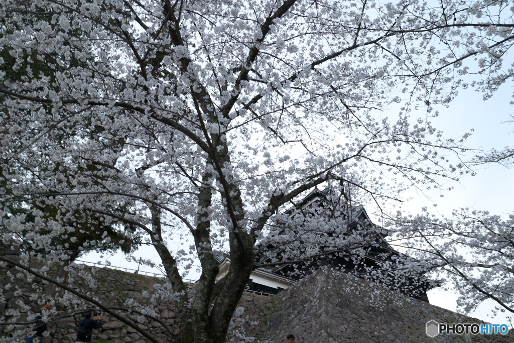 松江城の桜巡り８