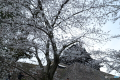 松江城の桜巡り８