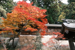 飛騨高山の紅葉巡り７