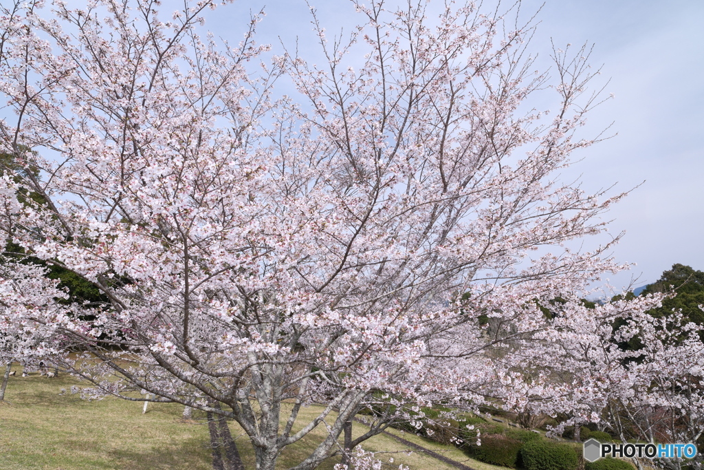 人吉市にて桜巡り１４