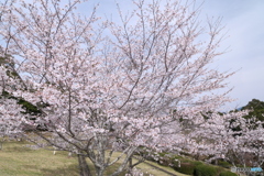 人吉市にて桜巡り１４