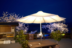 傘松公園夜桜ライトアップ、傘彩桜２