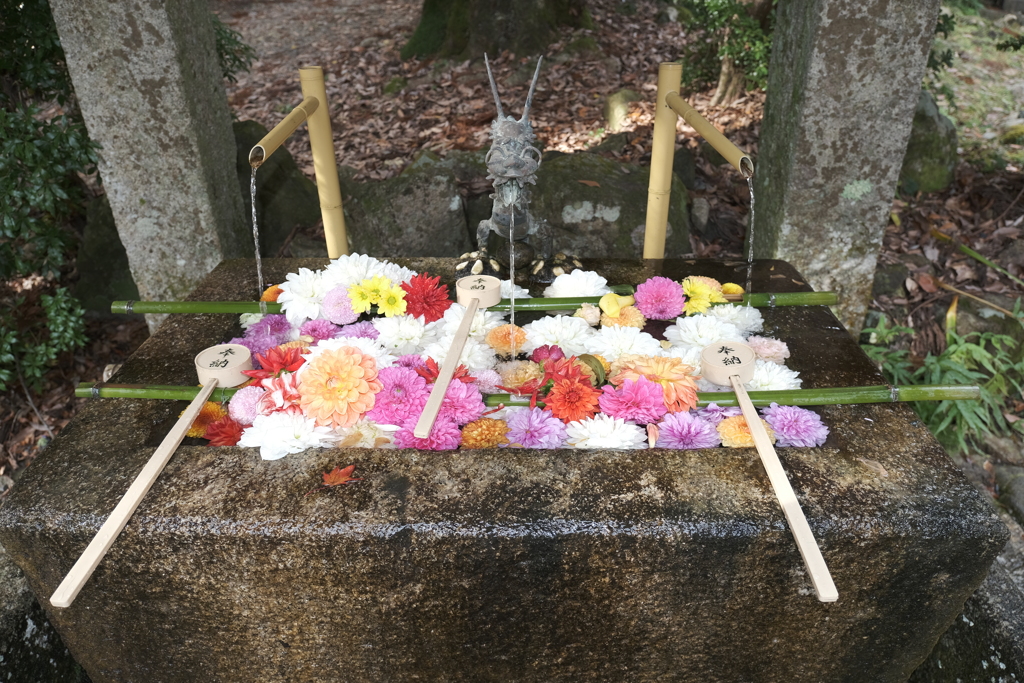 日吉大社の花手水