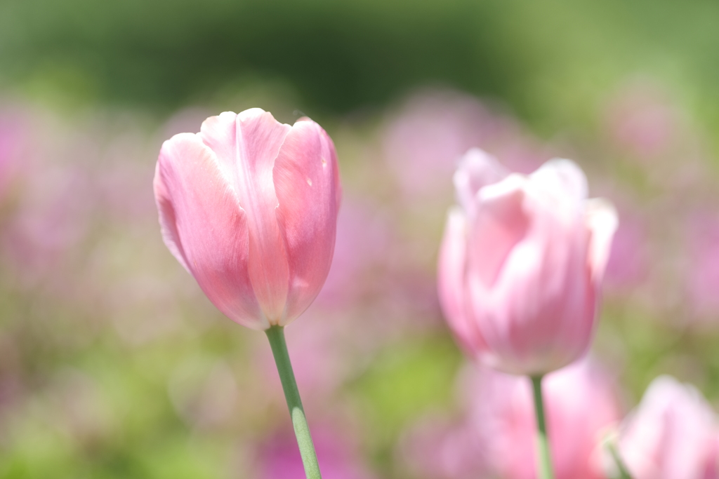 京丹後に花の郷１