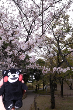 九州で桜を撮りに行くのは初めて３