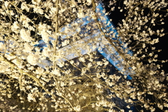 今年の桜巡りは詰め込みすぎて、福知山城夜桜７
