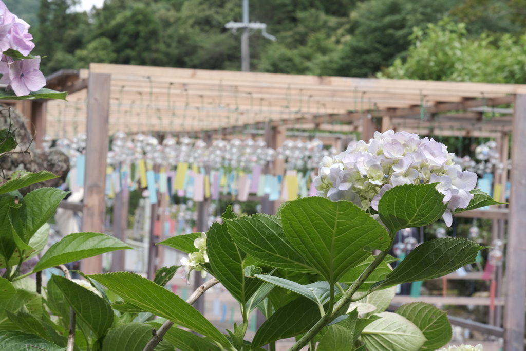 紫陽花と風鈴２