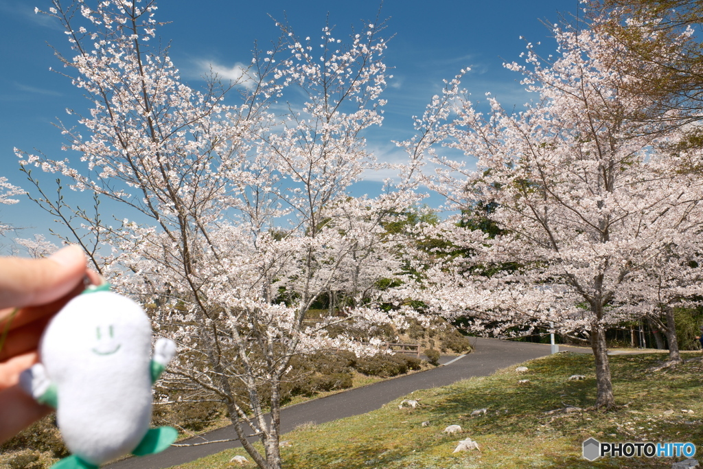 2024紫水ヶ丘公園の桜１