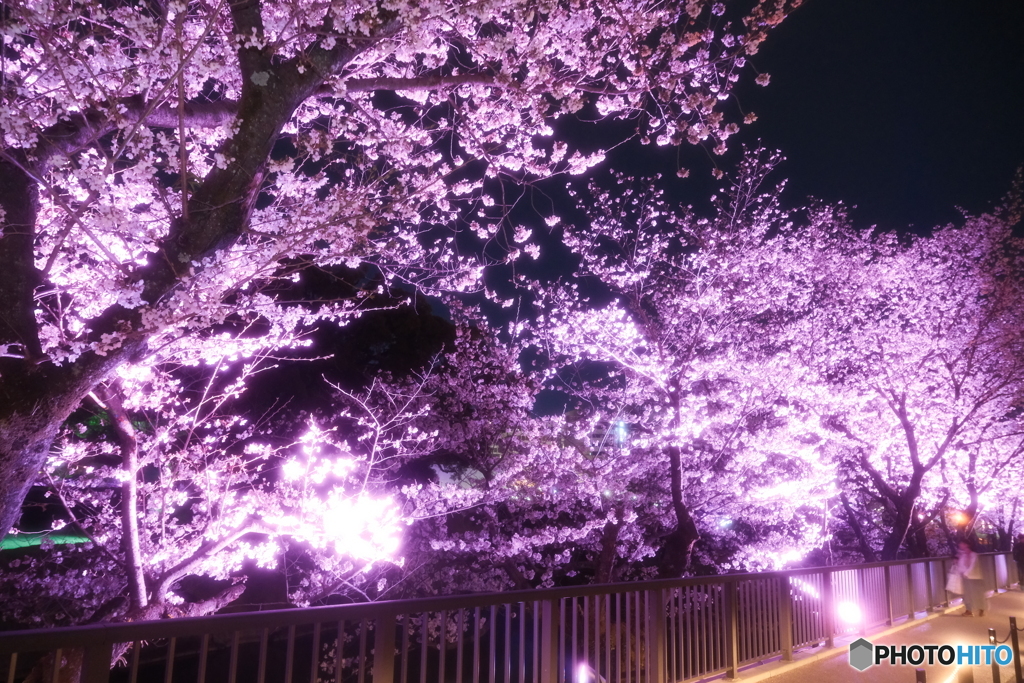熊本城周辺の夜桜９