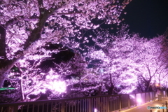 熊本城周辺の夜桜９