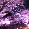 熊本城周辺の夜桜９