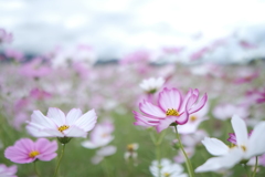 藤原宮跡の秋桜７