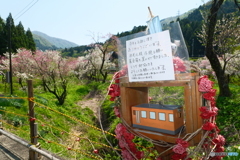 桜が終わっても見れた花見５