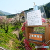 桜が終わっても見れた花見５