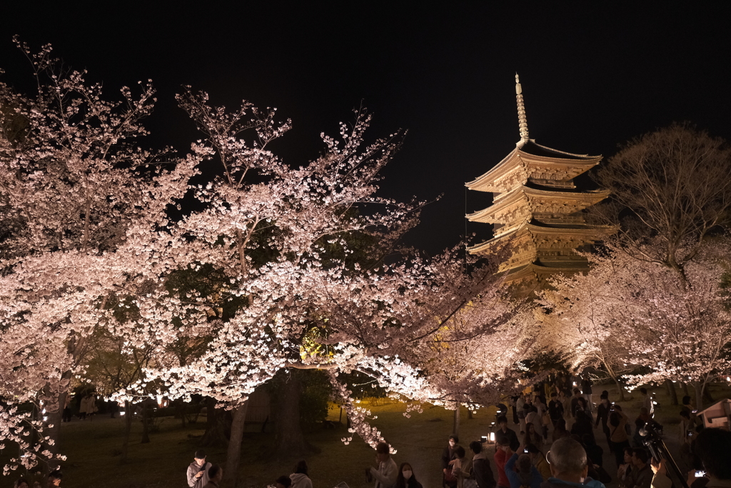 東寺の夜桜６