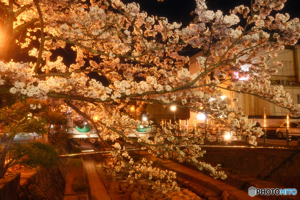 玉湯川堤の夜桜６