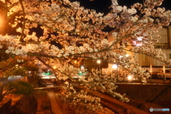 玉湯川堤の夜桜６
