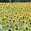 閉園１日前の向日葵畑１