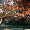 兼六園の紅葉巡り３