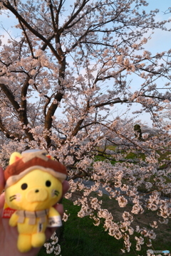 玉湯川堤の桜の夕暮れ３