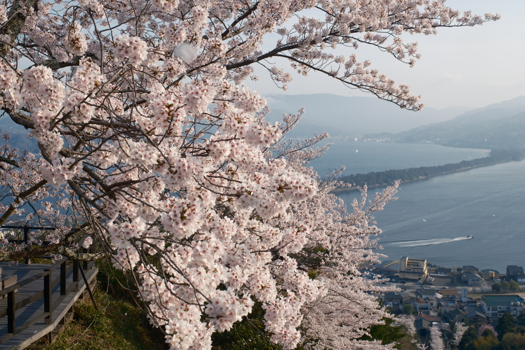 黄砂で霞んだが快晴の桜９