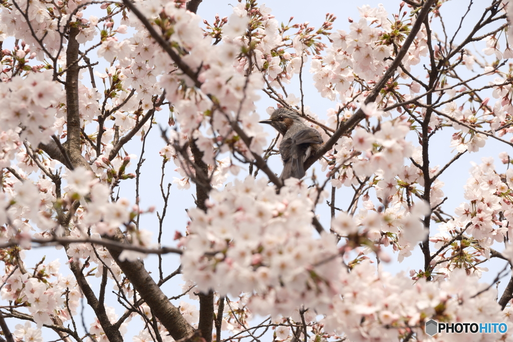 2024年丹後由良駅前の桜２