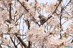 2024年丹後由良駅前の桜２