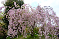 大美和の杜 展望台周辺の桜3