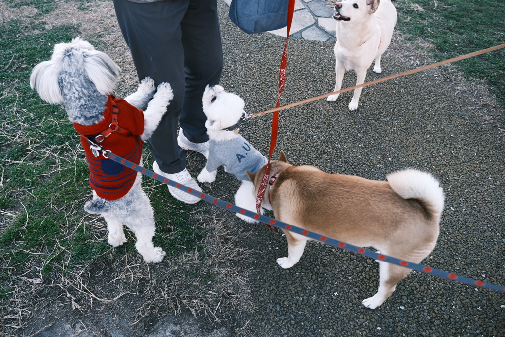 正月の帰省は犬の散歩がメインだった５