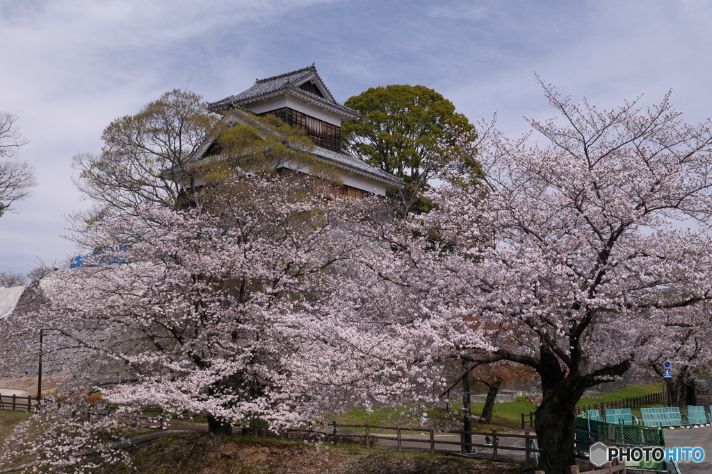 熊本城周辺の桜２