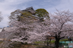 熊本城周辺の桜２