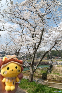 雲南市桜まつり2025　3