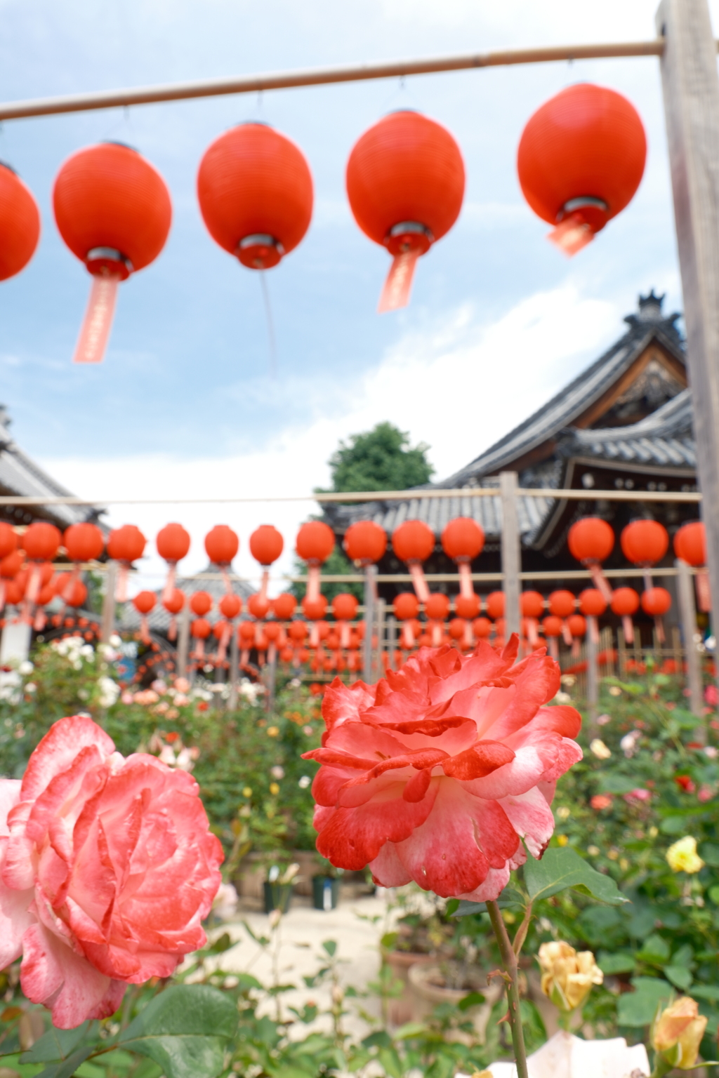 おふさ観音の提灯と薔薇