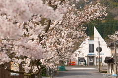 2024年丹後由良駅前の桜１