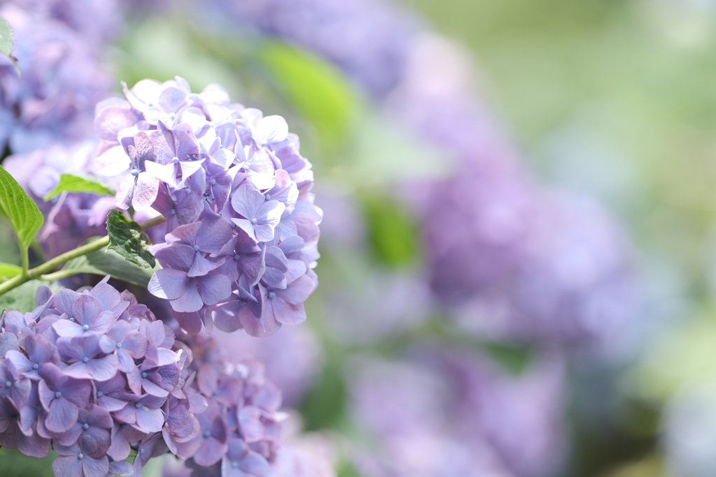 6月下旬、あぢさゐの見頃も終わりどき３