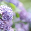 6月下旬、あぢさゐの見頃も終わりどき３
