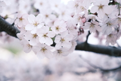 桜の季節の週末にここまで晴れた日が続くのはもうないと思って１３