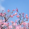 中山寺梅林公園にて4