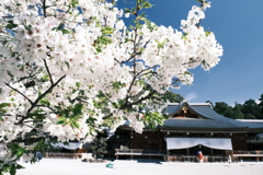 晴れた日に見れた見頃の桜、大神神社にて１