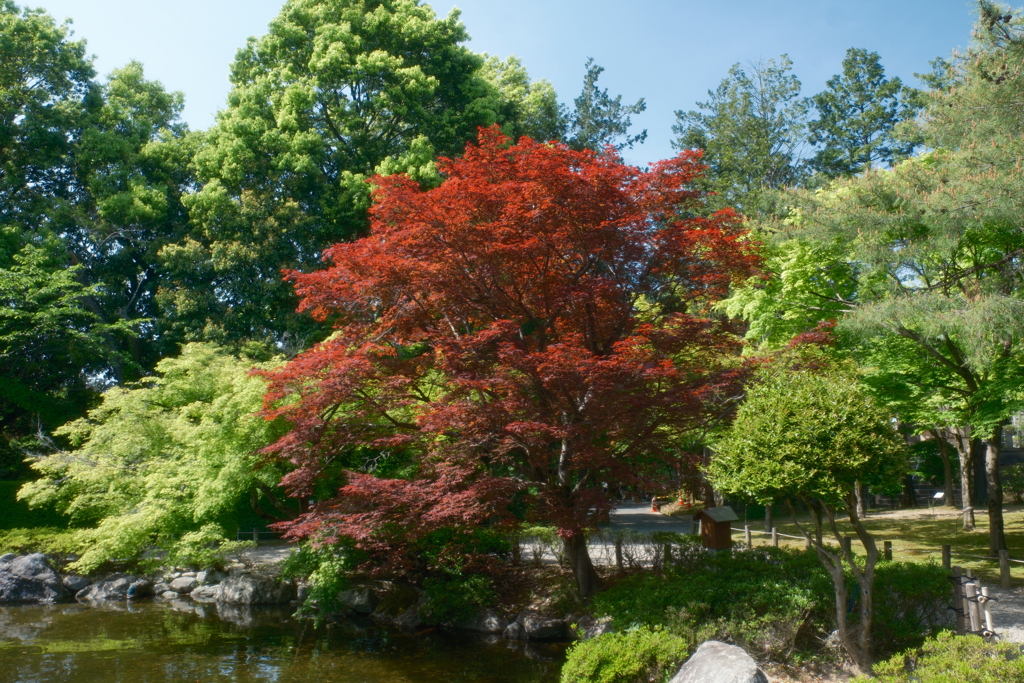 鯖江市西山公園での散策８